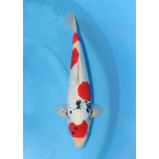 KGE.129 DOITSU MARUTEN SHOWA